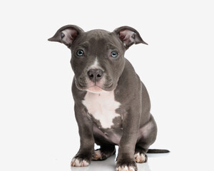 sweet little american bully dog with blue eyes looking forward and sitting