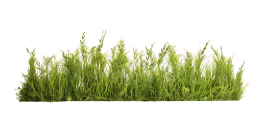 Meadow grass row isolated on transparent background. PNG file, cut out