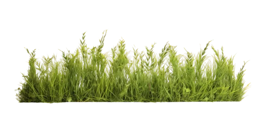Photo sur Aluminium Herbe Meadow grass row isolated on transparent background. PNG file, cut out