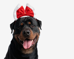 cute rottweiler dog with christmas headband sticking out tongue