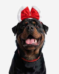 excited beautiful rottweiler dog with christmas bow looking up and panting