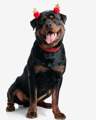 sweet rottweiler dog with red tassels headband sticking out tongue