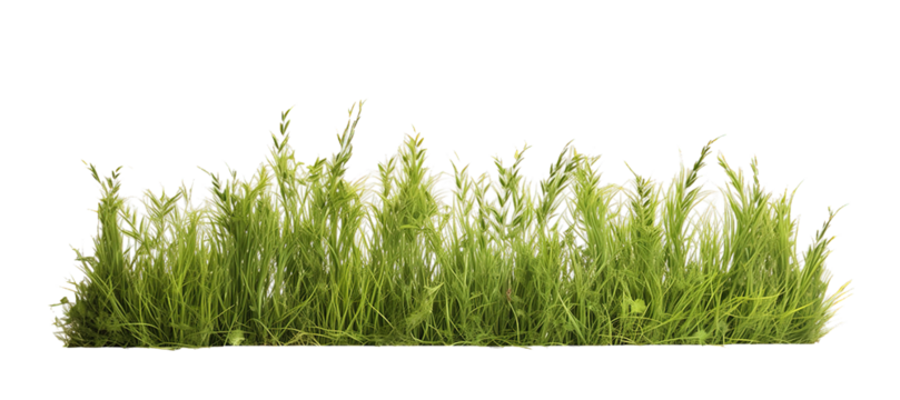Meadow grass row isolated on transparent background. PNG file, cut out