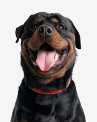excited rottweiler puppy with collar looking up and sticking out tongue
