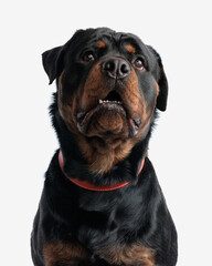 curious adult rottweiler dog with collar looking up and waiting for food