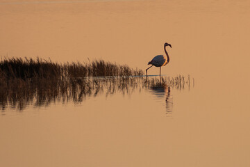 A greater flamingo (Phoenicopterus roseus) in a lake during sunset