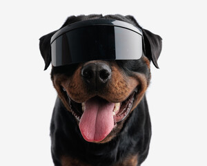 happy cool rottweiler puppy with sunglasses sticking out tongue