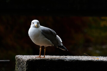 Young seagull resting on top of a spotlight