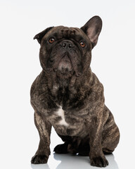 curious french bulldog adult dog looking up and sitting in front of white background