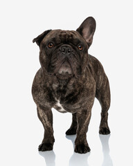 beautiful french bulldog dog looking up, being curious and standing