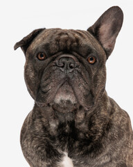 adorable french bulldog adult dog looking collar and sitting