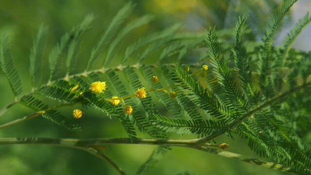 Yellow Acacia Dealbata Mimosa Flowers. Large Branch Of Mimosa. Blossoming Acacia Dealbata With Buds. Still.