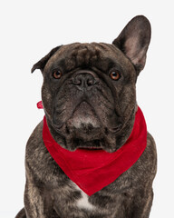 cute french bulldog adult dog looking forward and wearing red bandana