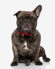 precious french bulldog dog with red bowtie looking forward and sitting