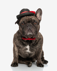 cute french bulldog doggy with hat and bowtie looking forward