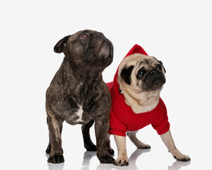 adorable two puppies looking up and standing while the pug is wearing a red costume