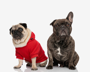 Obraz premium cute couple of two dogs, pug and french bulldog looking forward and sitting