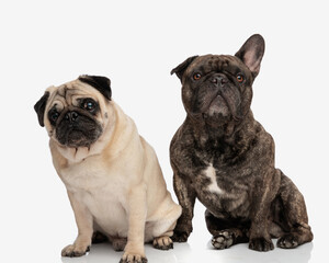 two dog friends, pug and french bulldog sitting and looking forward