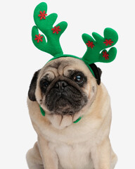 adorable pug dog with reindeer horns headband looking forward