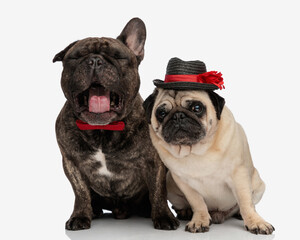 Fototapeta premium sleepy french bulldog puppy wearing bowtie and yawning while sitting next to his pug friend