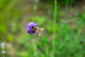 Bee on a lavender flower in the garden on a green blurred background. Pollination. Top view.
