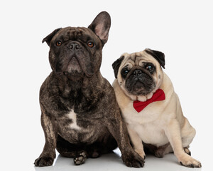 cute french bulldog puppy looking forward and sitting next to his cute pug friend