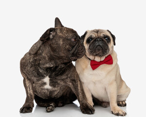 Fototapeta premium cute frenchie puppy kissing his elegant pug partner while sitting