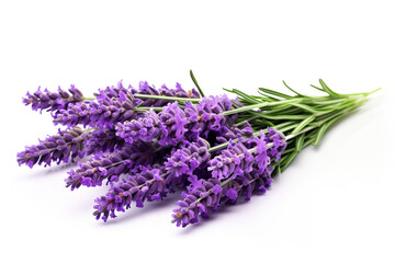 Lavender isolated on white background created with Generative Ai