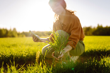 Young agronomist holding wheat sprout with root in field and checking crop growth. Concept of...