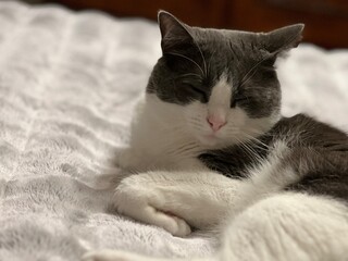 Relaxed Cat on Bed