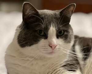 Young Male Cat Portrait