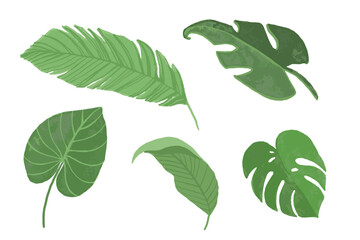Set of tropical leaves isolated on white background. colorful plant collection