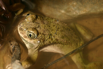 Male Western Spadefoot Toad, (Spea hammondii) floating in the water during the breeding season. 