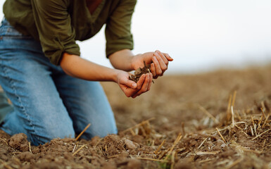Soil in hands for check the quality of the soil for control soil quality before seed plant. ...