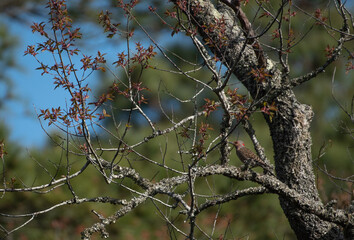 Northern Flicker