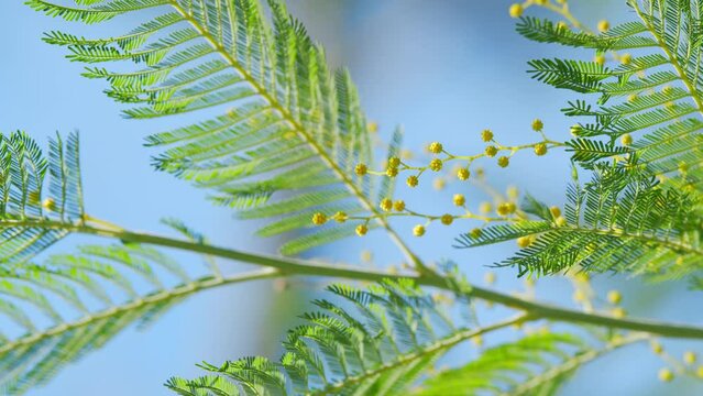 Yellow Mimosa Flowers Or Acacia Dealbata Blooming On Spring Tree. Yellow Gold Flowering Mimosa Tree. Still.