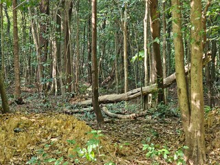 forest in the morning