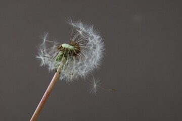 Dandelion with wind blowing it