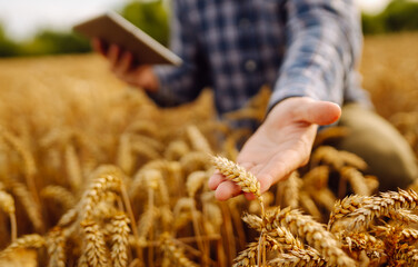 Smart farm.  Agronomist in a field with a tablet checks the growth of the crop.  New harvest...