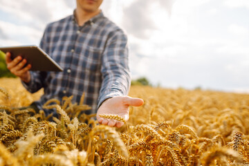 Smart farm.  Agronomist in a field with a tablet checks the growth of the crop.  New harvest...