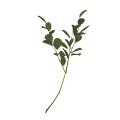 plant isolated on white