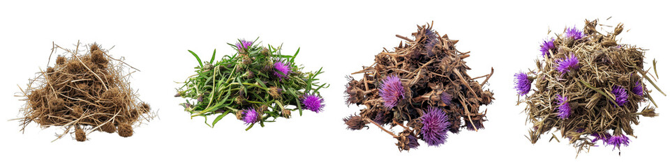 Knapweed Flower Pile Of Heap Of Piled Up Together  Hyperrealistic Highly Detailed Isolated On Transparent Background Png File - obrazy, fototapety, plakaty