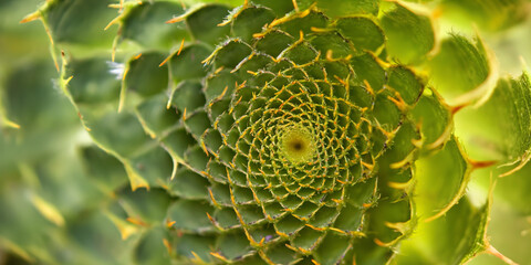 Pflanze in Form eines Fibonacci, ai generativ - obrazy, fototapety, plakaty