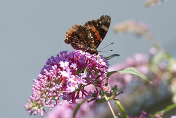 Red admiral butterfly (Vanessa Atalanta) perched on summer lilac in Zurich, Switzerland