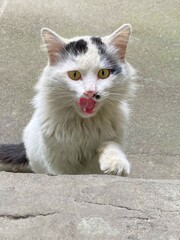 White cat licks his tongue. 