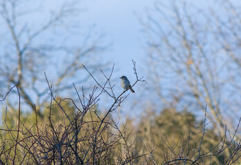 Northern Mockingbird