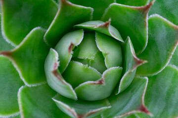 Succulent