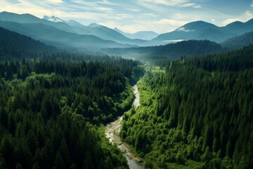 Fototapeta premium Aerial view of a dense evergreen forest in a lush valley