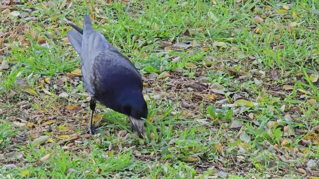 A crow or Corvus corax looks for food in the grass with its beak.
