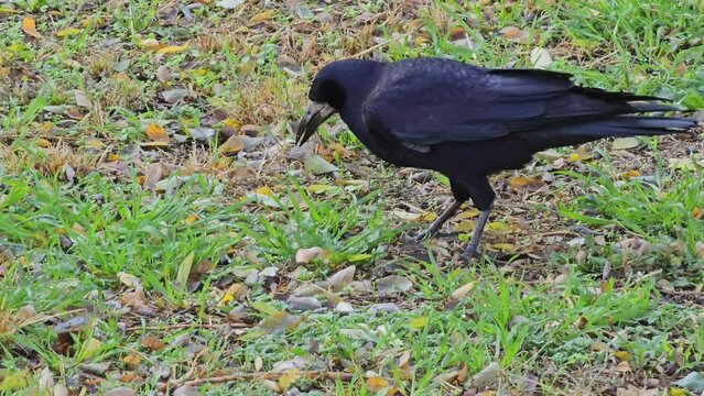 A crow or Corvus corax looks for food in the grass with its beak.
